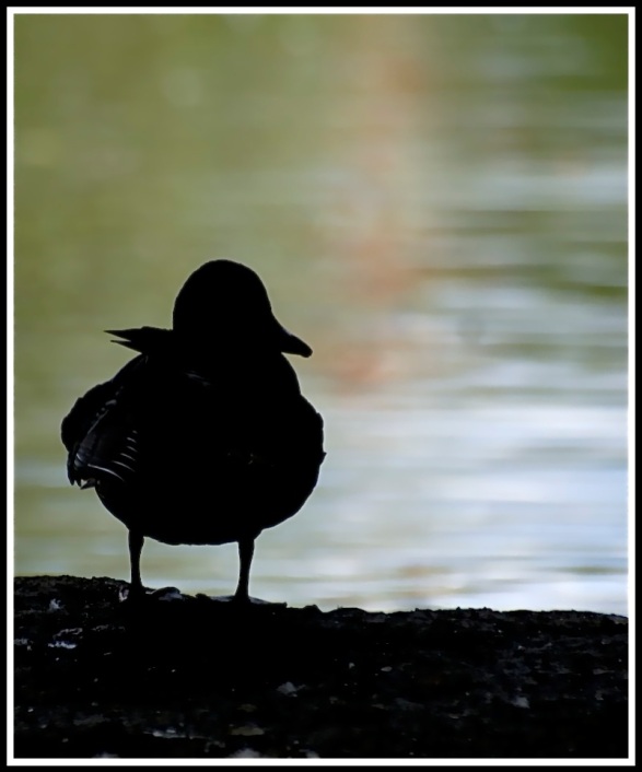 A duck silhouetted as it stands on a log