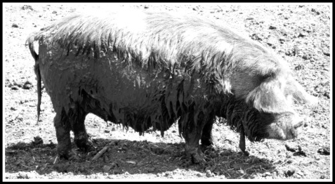 a side profile of a pig dripping with mud all over