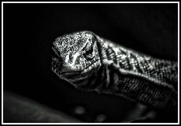A smile from a lizard thumbnail for Nature & Wildlife Gallery