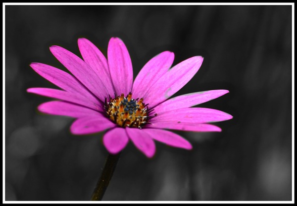 Blue cloloured flower on a black and white background