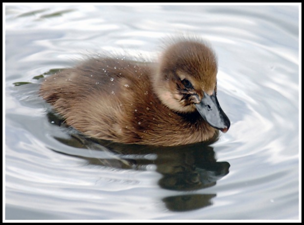 a tiny duckling sat still on a lake