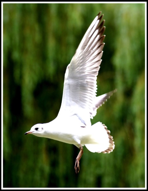 A photo of a white bird flying from right to left past a green weeping willow