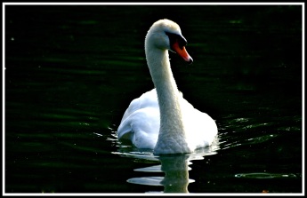A swan looking peaceful floating on a dark lake