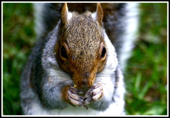 close up photo of a grey squirrel eatinga mini cheddar biscuit