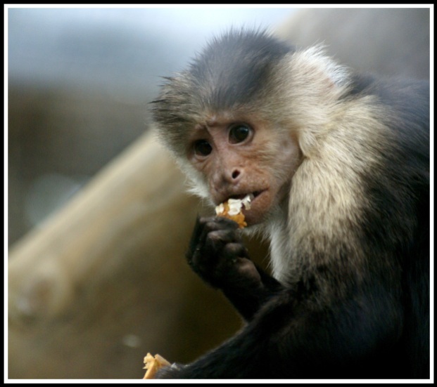 A photo of a monkey taking a bite from a nut whilst looking straight into the camera