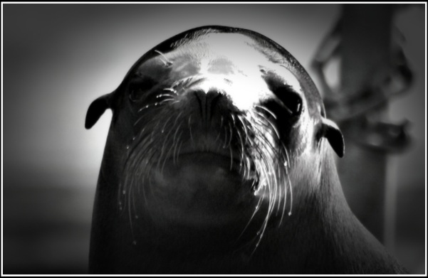 portrait of a seal looking directly at the camera! :)