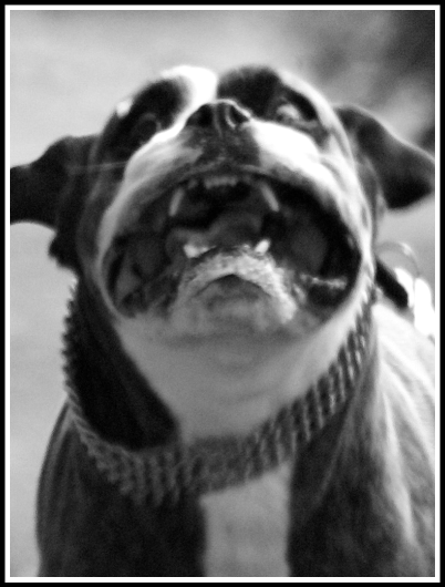 A close up shot of Bruce(our old boxer dog) sprining towards me with his face blown out of proportion by the wind