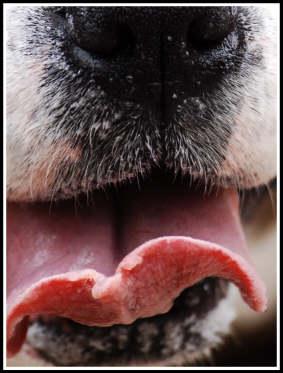 A real close up of Bruce THE boxer's tongue with vivid hairs around his mouth