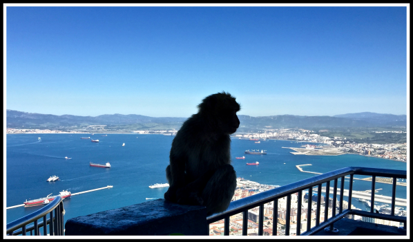 Photo of a monkey sat on a railing fence looking out ove the bay of Gibraltar