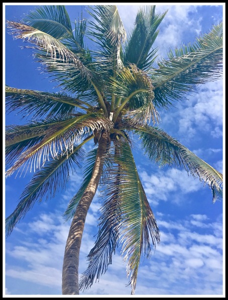 A STUNNING PALM TREE WITH DEEP BLUE SKY ALL AROUND