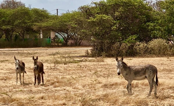 The Bonaire Donkeys